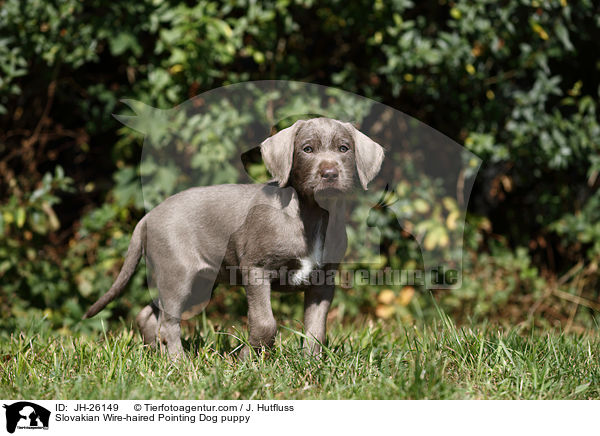 Slovakian Wire-haired Pointing Dog puppy / JH-26149