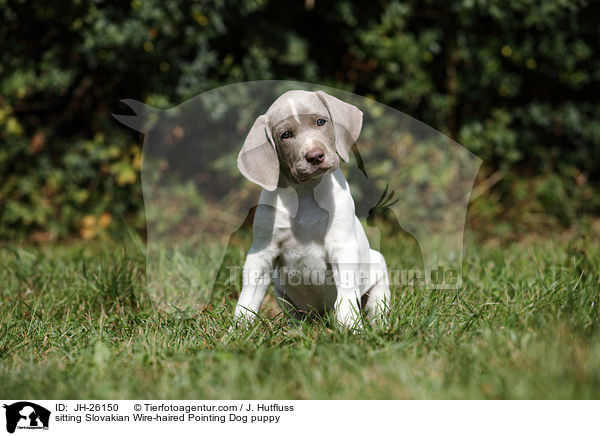 sitzender Slowakischer Rauhbart Welpe / sitting Slovakian Wire-haired Pointing Dog puppy / JH-26150