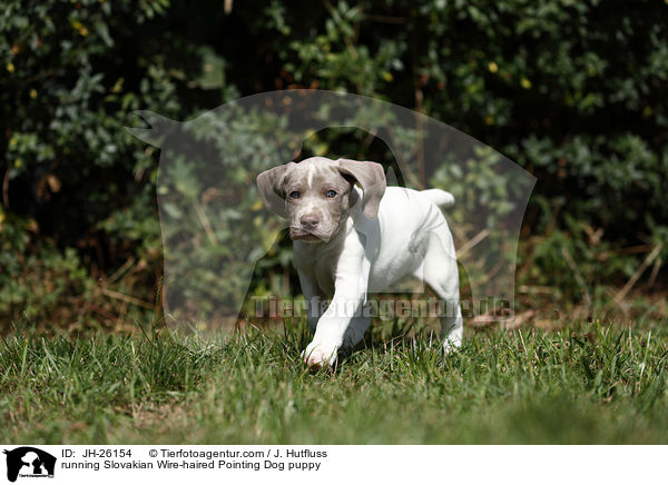 rennender Slowakischer Rauhbart Welpe / running Slovakian Wire-haired Pointing Dog puppy / JH-26154