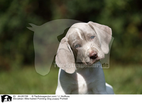 Slovakian Wire-haired Pointing Dog puppy Portrait / JH-26156