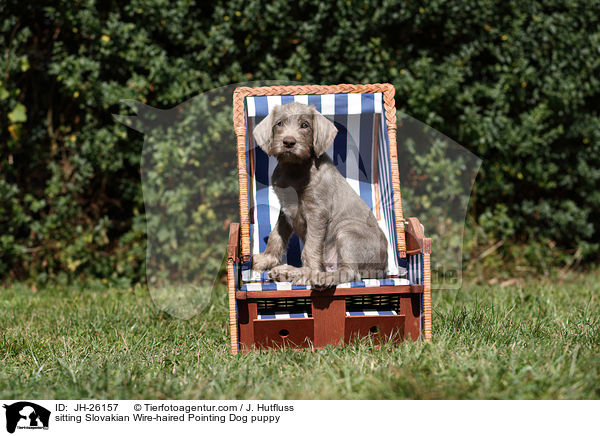 sitting Slovakian Wire-haired Pointing Dog puppy / JH-26157