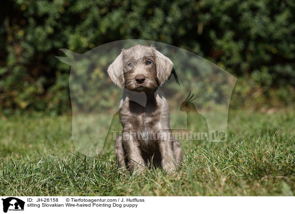 sitzender Slowakischer Rauhbart Welpe / sitting Slovakian Wire-haired Pointing Dog puppy / JH-26158