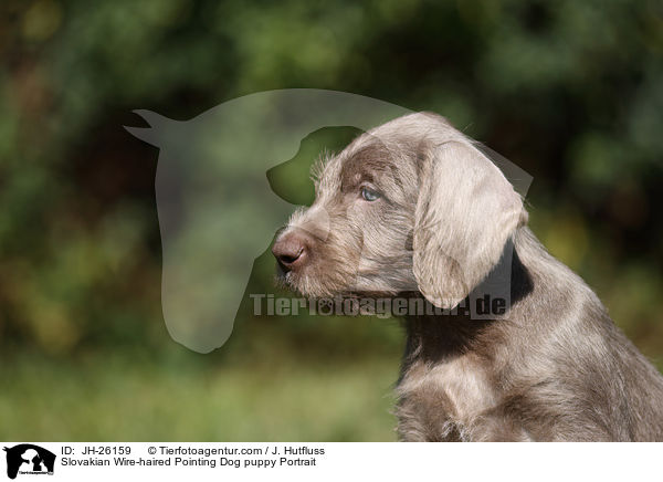 Slowakischer Rauhbart Welpe Portrait / Slovakian Wire-haired Pointing Dog puppy Portrait / JH-26159