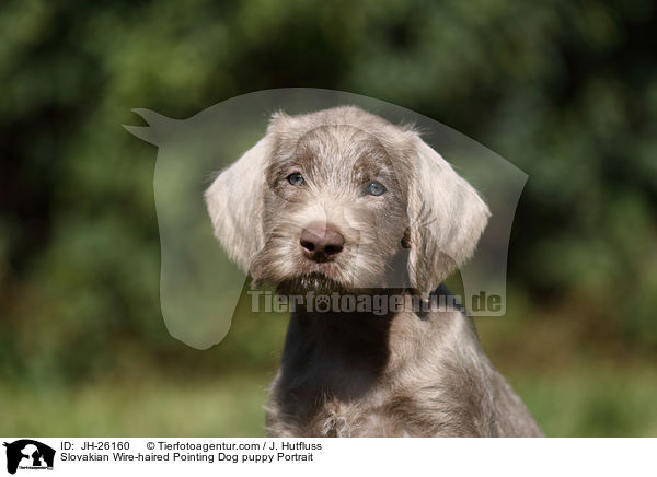 Slowakischer Rauhbart Welpe Portrait / Slovakian Wire-haired Pointing Dog puppy Portrait / JH-26160