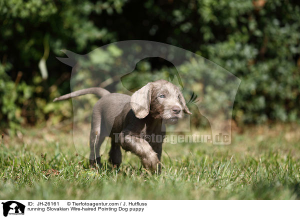 rennender Slowakischer Rauhbart Welpe / running Slovakian Wire-haired Pointing Dog puppy / JH-26161
