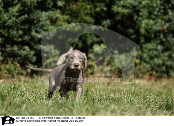 running Slovakian Wire-haired Pointing Dog puppy / JH-26162