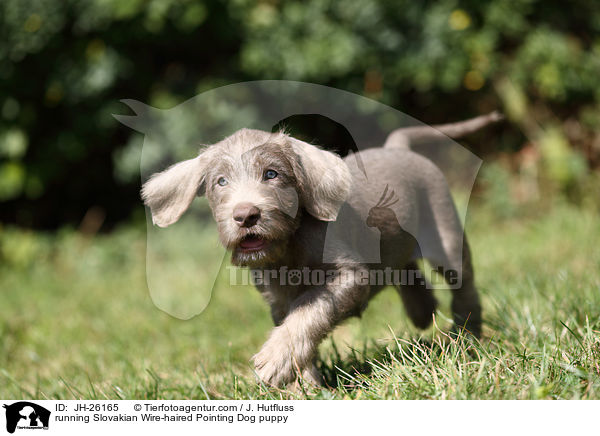 rennender Slowakischer Rauhbart Welpe / running Slovakian Wire-haired Pointing Dog puppy / JH-26165