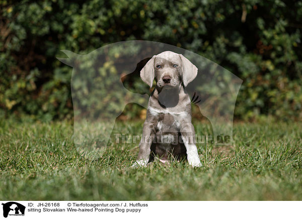sitzender Slowakischer Rauhbart Welpe / sitting Slovakian Wire-haired Pointing Dog puppy / JH-26168