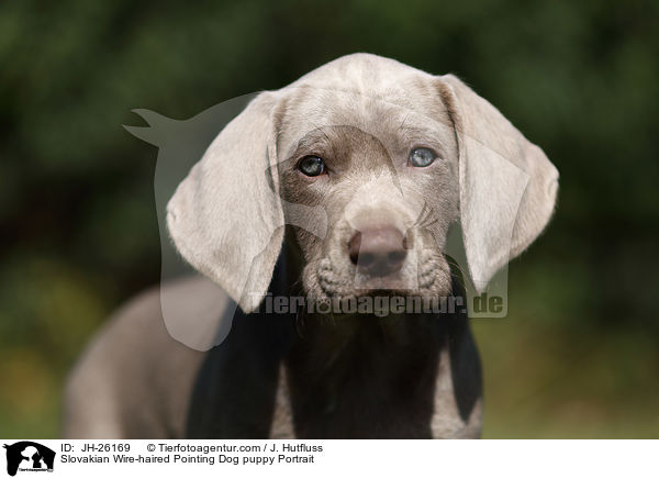 Slowakischer Rauhbart Welpe Portrait / Slovakian Wire-haired Pointing Dog puppy Portrait / JH-26169