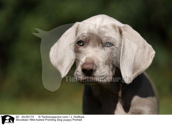 Slowakischer Rauhbart Welpe Portrait / Slovakian Wire-haired Pointing Dog puppy Portrait / JH-26170