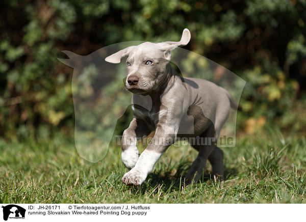 rennender Slowakischer Rauhbart Welpe / running Slovakian Wire-haired Pointing Dog puppy / JH-26171