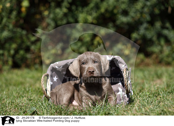 lying Slovakian Wire-haired Pointing Dog puppy / JH-26178