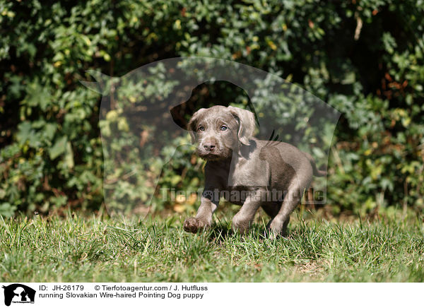 running Slovakian Wire-haired Pointing Dog puppy / JH-26179