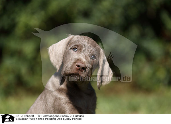 Slowakischer Rauhbart Welpe Portrait / Slovakian Wire-haired Pointing Dog puppy Portrait / JH-26180