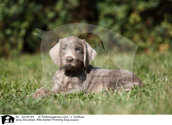 lying Slovakian Wire-haired Pointing Dog puppy / JH-26184