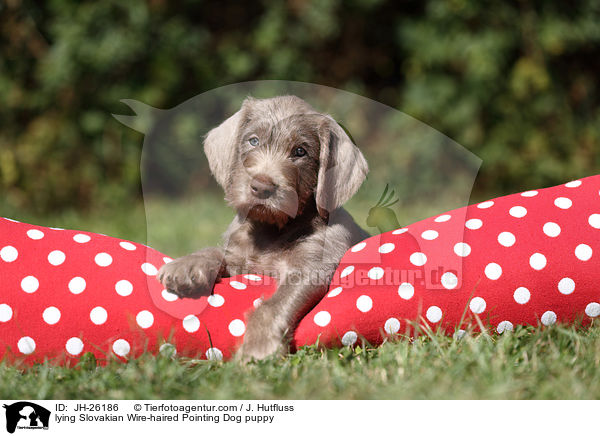 lying Slovakian Wire-haired Pointing Dog puppy / JH-26186