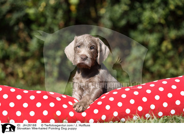 Slovakian Wire-haired Pointing Dog puppy / JH-26188