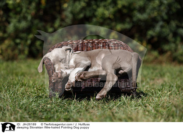 sleeping Slovakian Wire-haired Pointing Dog puppy / JH-26189