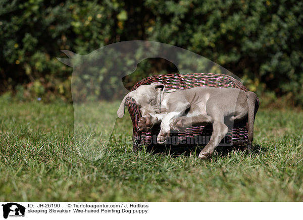 schlafender Slowakischer Rauhbart Welpe / sleeping Slovakian Wire-haired Pointing Dog puppy / JH-26190