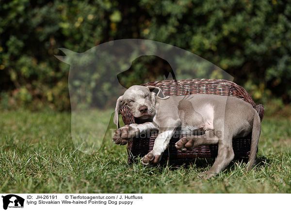 liegender Slowakischer Rauhbart Welpe / lying Slovakian Wire-haired Pointing Dog puppy / JH-26191