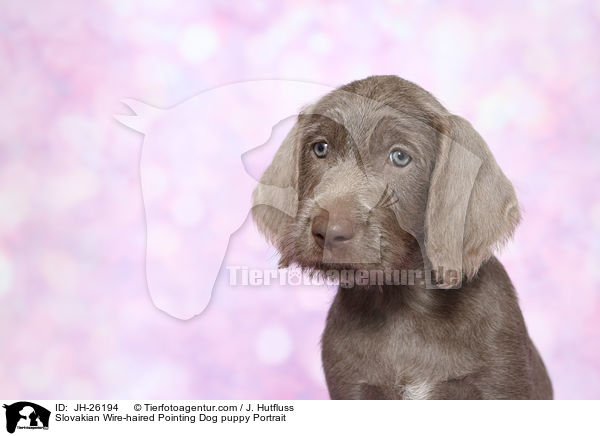Slowakischer Rauhbart Welpe Portrait / Slovakian Wire-haired Pointing Dog puppy Portrait / JH-26194