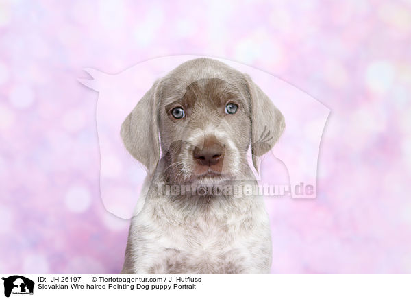 Slowakischer Rauhbart Welpe Portrait / Slovakian Wire-haired Pointing Dog puppy Portrait / JH-26197