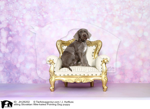 sitzender Slowakischer Rauhbart Welpe / sitting Slovakian Wire-haired Pointing Dog puppy / JH-26202