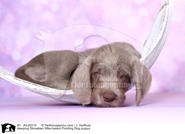 schlafender Slowakischer Rauhbart Welpe / sleeping Slovakian Wire-haired Pointing Dog puppy / JH-26210