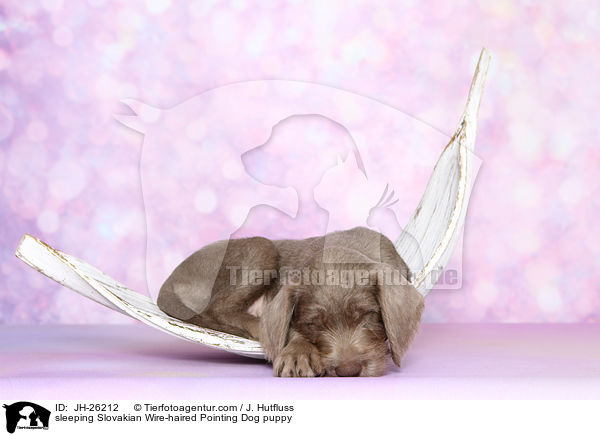 sleeping Slovakian Wire-haired Pointing Dog puppy / JH-26212