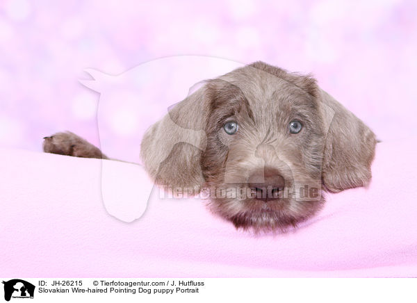 Slowakischer Rauhbart Welpe Portrait / Slovakian Wire-haired Pointing Dog puppy Portrait / JH-26215