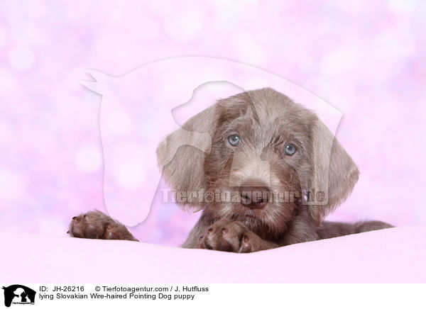 liegender Slowakischer Rauhbart Welpe / lying Slovakian Wire-haired Pointing Dog puppy / JH-26216