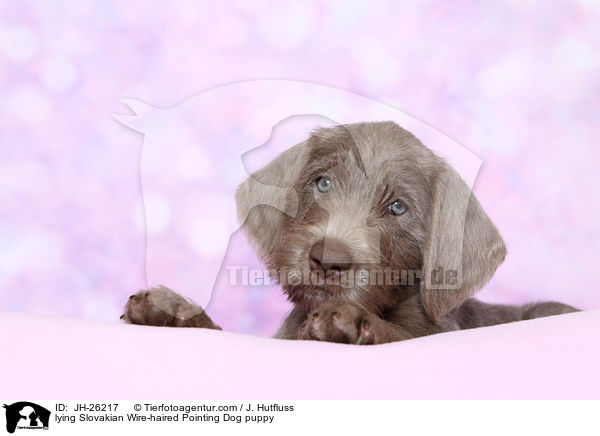 liegender Slowakischer Rauhbart Welpe / lying Slovakian Wire-haired Pointing Dog puppy / JH-26217