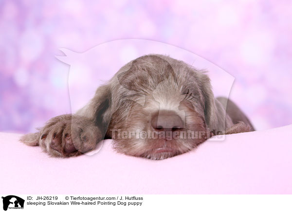 schlafender Slowakischer Rauhbart Welpe / sleeping Slovakian Wire-haired Pointing Dog puppy / JH-26219