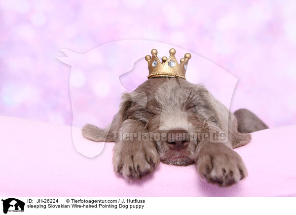 schlafender Slowakischer Rauhbart Welpe / sleeping Slovakian Wire-haired Pointing Dog puppy / JH-26224