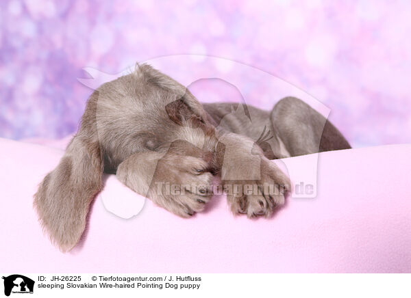 schlafender Slowakischer Rauhbart Welpe / sleeping Slovakian Wire-haired Pointing Dog puppy / JH-26225