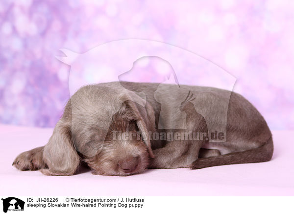 schlafender Slowakischer Rauhbart Welpe / sleeping Slovakian Wire-haired Pointing Dog puppy / JH-26226