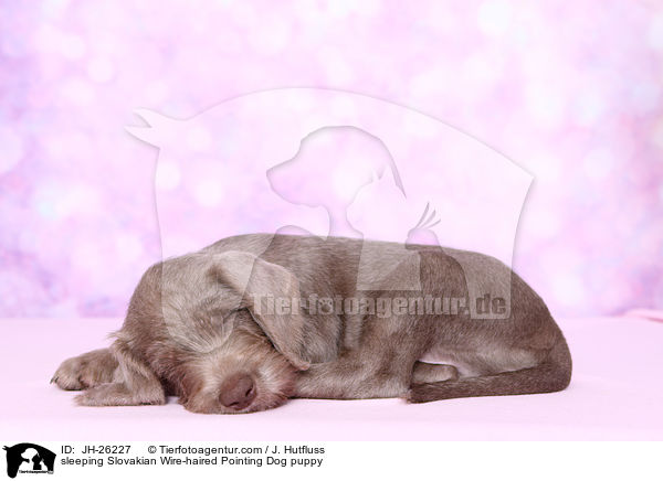 schlafender Slowakischer Rauhbart Welpe / sleeping Slovakian Wire-haired Pointing Dog puppy / JH-26227