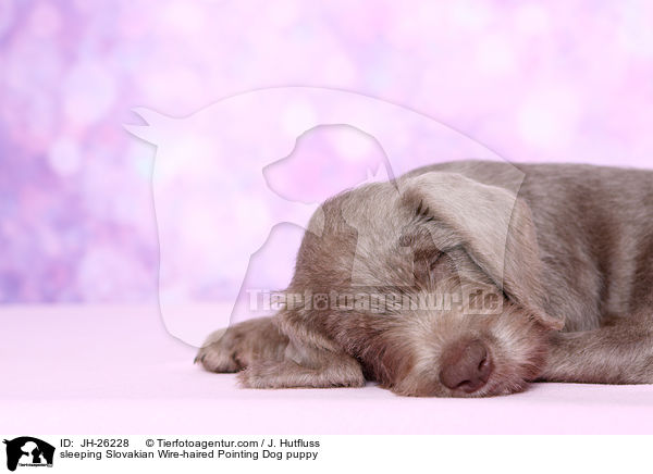schlafender Slowakischer Rauhbart Welpe / sleeping Slovakian Wire-haired Pointing Dog puppy / JH-26228