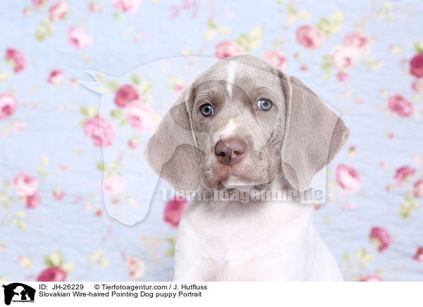 Slowakischer Rauhbart Welpe Portrait / Slovakian Wire-haired Pointing Dog puppy Portrait / JH-26229