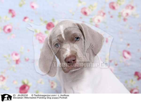 Slovakian Wire-haired Pointing Dog puppy Portrait / JH-26230
