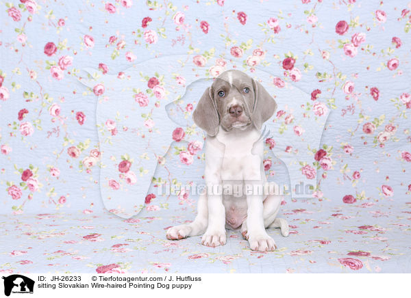 sitting Slovakian Wire-haired Pointing Dog puppy / JH-26233