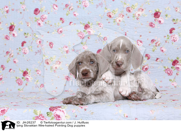 lying Slovakian Wire-haired Pointing Dog puppies / JH-26237