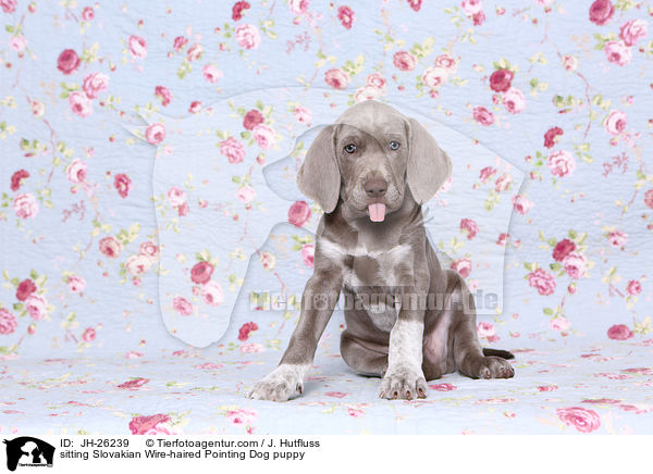 sitting Slovakian Wire-haired Pointing Dog puppy / JH-26239