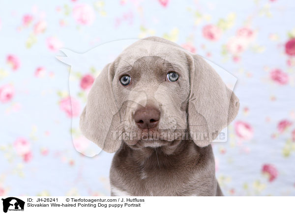 Slowakischer Rauhbart Welpe Portrait / Slovakian Wire-haired Pointing Dog puppy Portrait / JH-26241