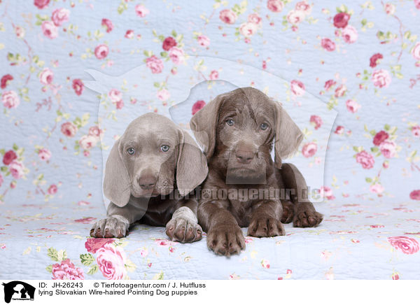 lying Slovakian Wire-haired Pointing Dog puppies / JH-26243