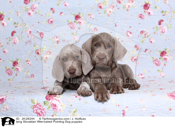 lying Slovakian Wire-haired Pointing Dog puppies / JH-26244