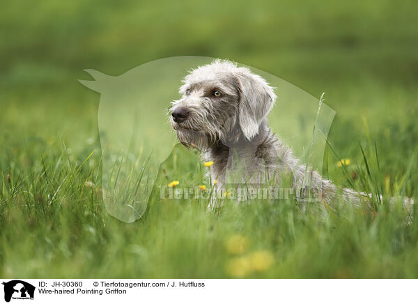 Slowakischer Rauhbart / Wire-haired Pointing Griffon / JH-30360