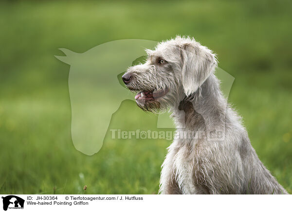 Wire-haired Pointing Griffon / JH-30364