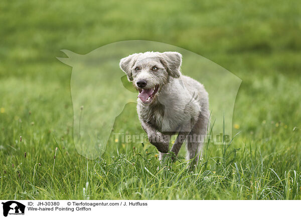 Wire-haired Pointing Griffon / JH-30380