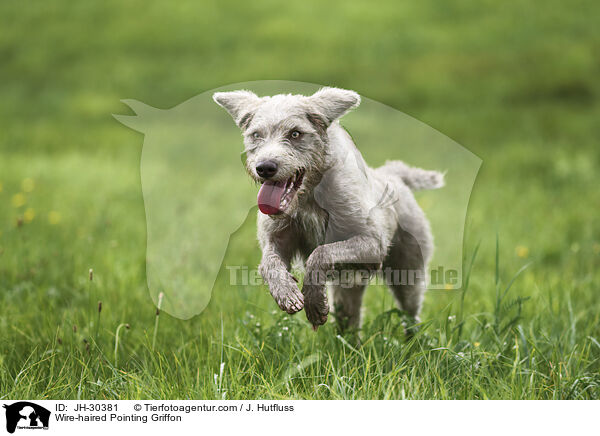 Wire-haired Pointing Griffon / JH-30381